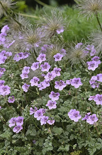 533528 - Heron's bill (Erodium) and pasque flower (Pulsatilla)