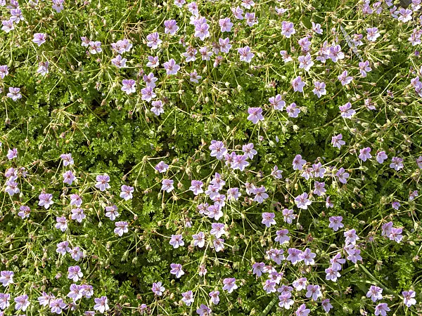438201 - Heron's bill (Erodium glandulosum syn. Erodium petraeum subsp. glandulosum)