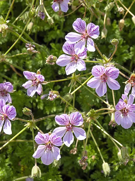 438202 - Heron's bill (Erodium glandulosum syn. Erodium petraeum subsp. glandulosum)