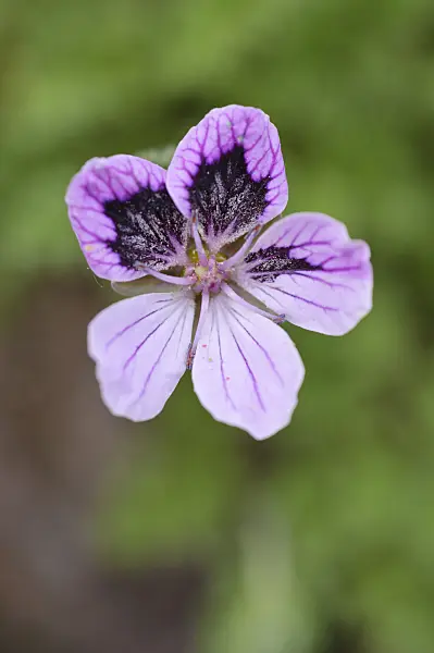 484144 - Heron's bill (Erodium glandulosum syn. Erodium petraeum subsp. glandulosum)