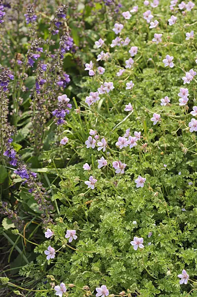 484301 - Heron's bill (Erodium glandulosum syn. Erodium petraeum subsp. glandulosum)