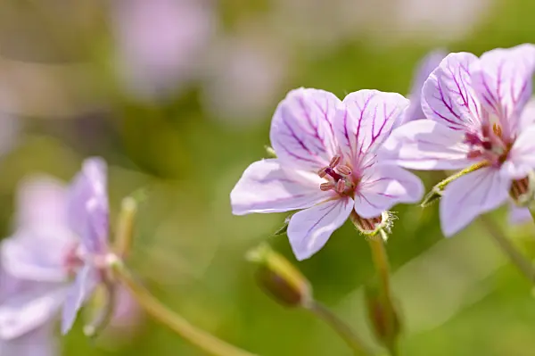 484302 - Heron's bill (Erodium glandulosum syn. Erodium petraeum subsp. glandulosum)