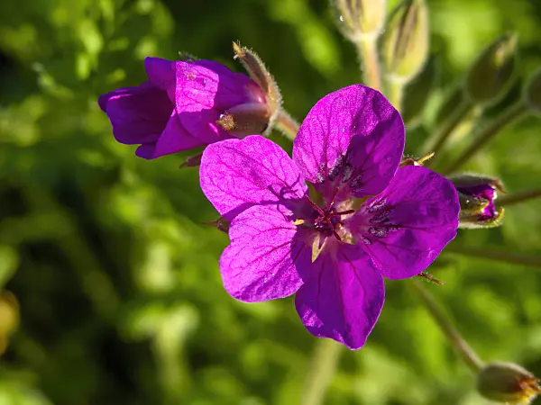 428004 - Heron's bill (Erodium manescavii)