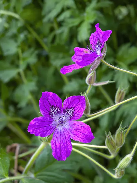 428313 - Heron's bill (Erodium manescavii)