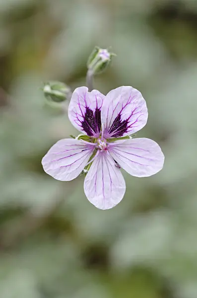 533445 - Heron's bill (Erodium x kolbianum 'Natasha')