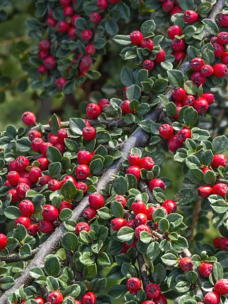 405030 - Herring bone cotoneaster (Cotoneaster horizontalis)