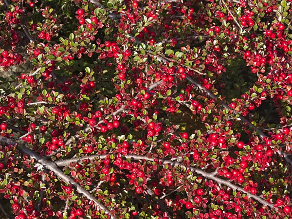 418080 - Herring bone cotoneaster (Cotoneaster horizontalis)