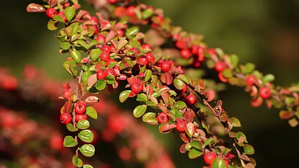 501173 - Herring bone cotoneaster (Cotoneaster horizontalis)