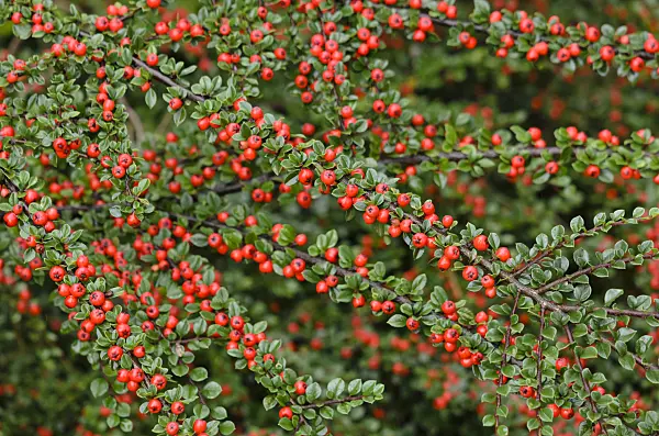 524157 - Herring bone cotoneaster (Cotoneaster horizontalis)