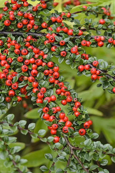 524158 - Herring bone cotoneaster (Cotoneaster horizontalis)