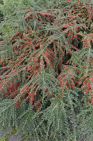549042 - Herring bone cotoneaster (Cotoneaster horizontalis)
