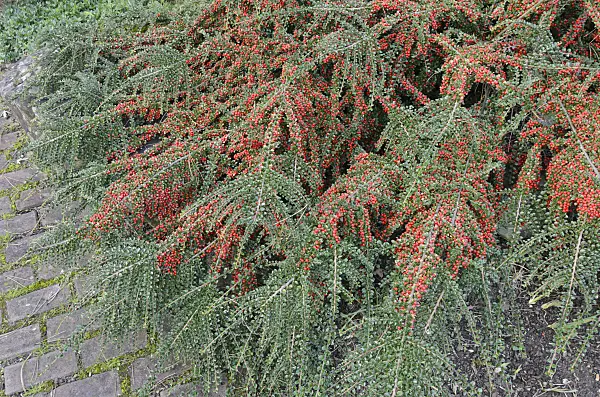 549043 - Herring bone cotoneaster (Cotoneaster horizontalis)