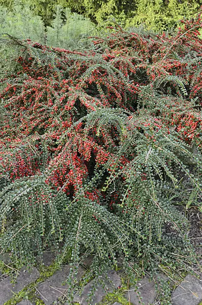 549044 - Herring bone cotoneaster (Cotoneaster horizontalis)