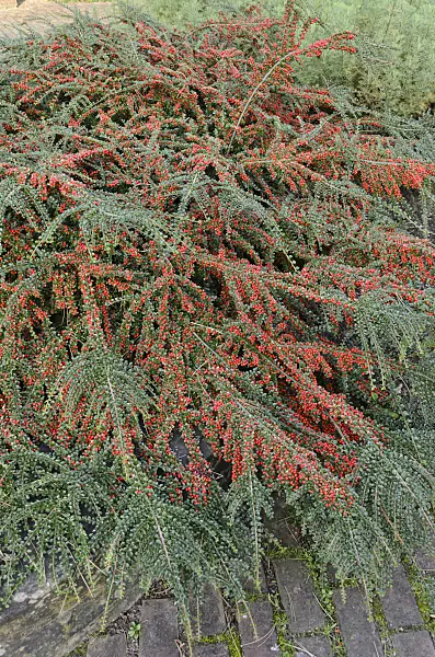 549045 - Herring bone cotoneaster (Cotoneaster horizontalis)