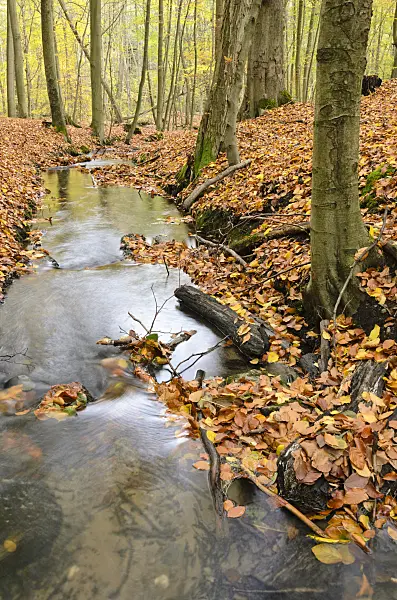 525246 - Herthafließ near Eberswalde, Nonnenfließ-Schwärzetal Nature Reserve, Brandenburg, Germany