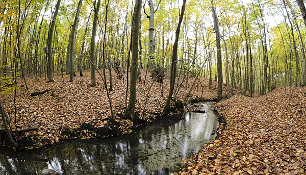 525248 - Herthafließ near Eberswalde, Nonnenfließ-Schwärzetal Nature Reserve, Brandenburg, Germany