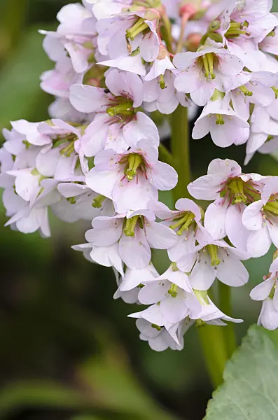 531190 - Herzblättrige Bergenie (Bergenia cordifolia 'Monte Rosa')