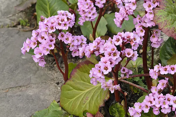 495174 - Herzblättrige Bergenie (Bergenia cordifolia 'Rosette')