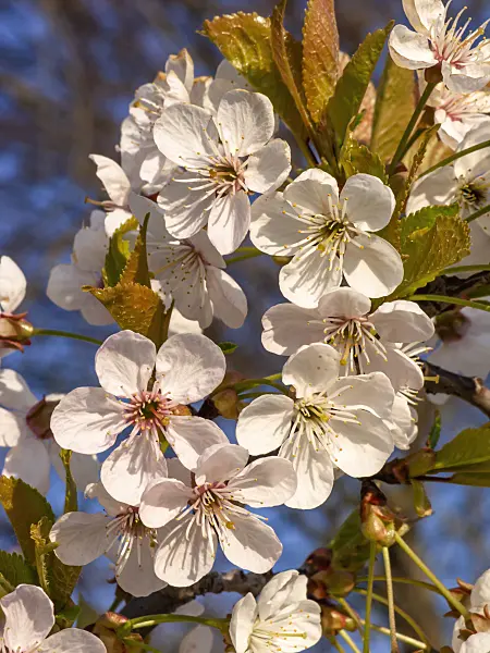 424141 - Herzkirsche (Prunus avium)