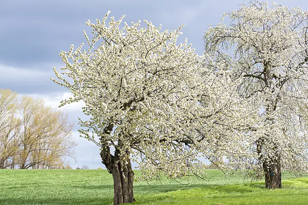 616078 - Herzkirsche (Prunus avium)
