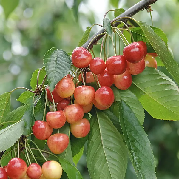 502339 - Herzkirsche (Prunus avium 'Büttners Rote Knorpel')