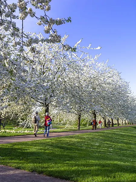 459091 - Herzkirsche (Prunus avium 'Plena'), Britzer Garten, Berlin, Deutschland