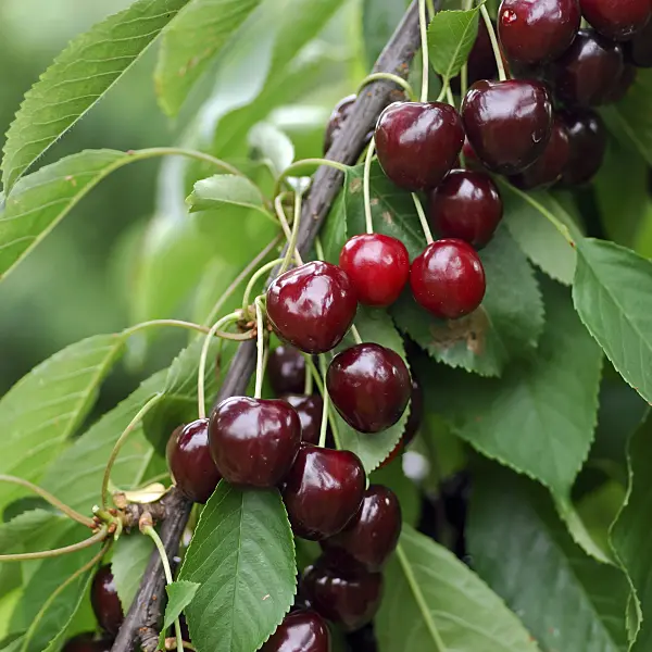 454056 - Herzkirsche (Prunus avium 'Valeska')