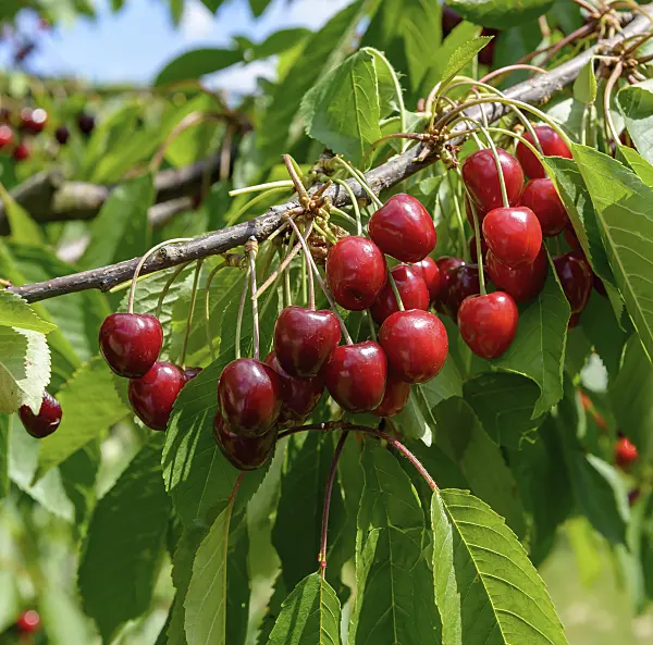 607175 - Herzkirsche (Prunus avium 'Valeska')