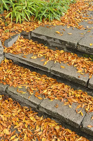525388 - Hêtre à feuilles laciniées (Fagus sylvatica 'Laciniata')