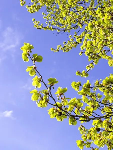 436271 - Hêtre commun (Fagus sylvatica)