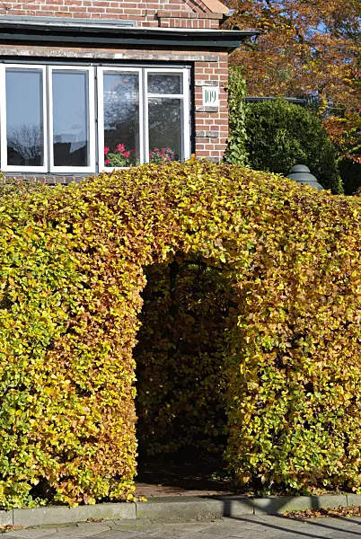 463096 - Hêtre commun (Fagus sylvatica)