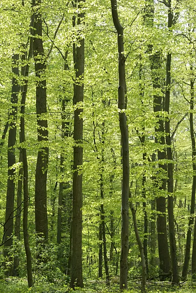 471160 - Hêtre commun (Fagus sylvatica)