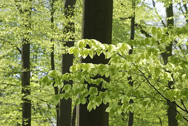 471161 - Hêtre commun (Fagus sylvatica)