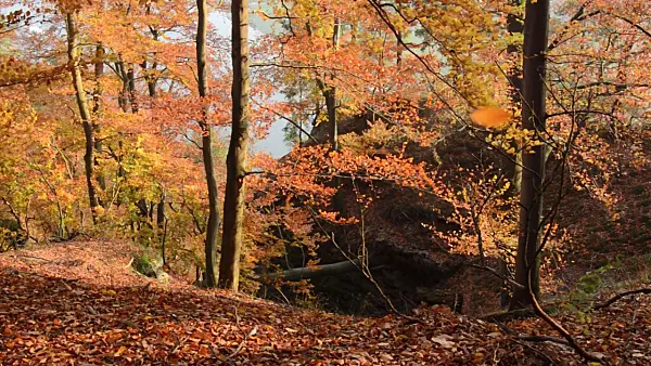 502008 - Hêtre commun (Fagus sylvatica)