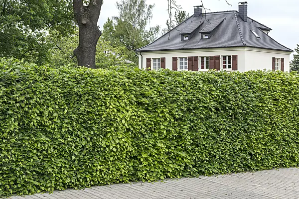 625206 - Hêtre commun (Fagus sylvatica)
