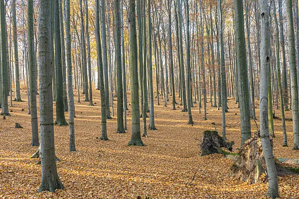 625208 - Hêtre commun (Fagus sylvatica)