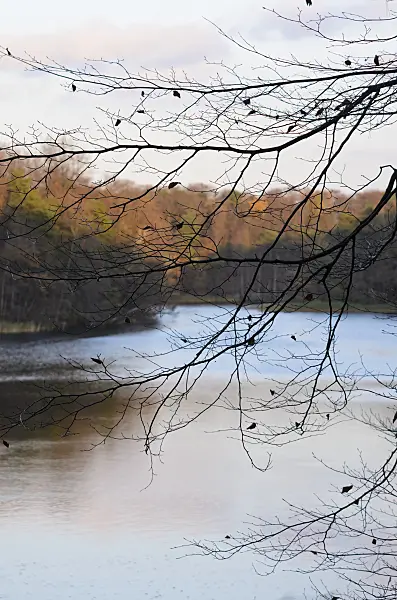 525455 - Hêtre commun (Fagus sylvatica) au bord du Hellsee, réserve naturelle de Biesenthaler Becken, Brandebourg, Allemagne