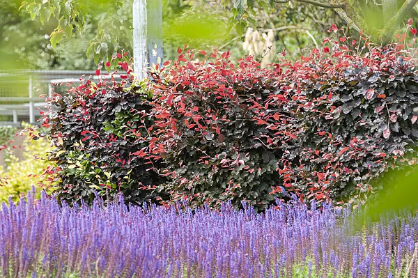 651259 - Hêtre pourpre (Fagus sylvatica 'Atropunicea')
