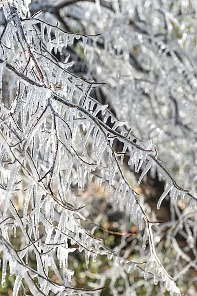 625200 - Hêtre pourpre (Fagus sylvatica 'Bornyensis')