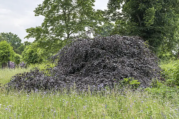 625204 - Hêtre pourpre (Fagus sylvatica 'Tortuosa Purpurea')