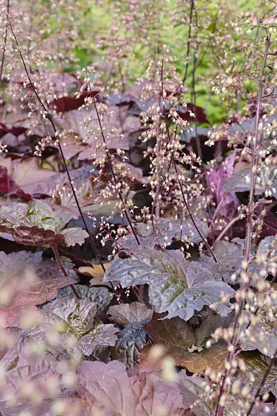 475074 - Heuchère (Heuchera micrantha 'Palace Purple')