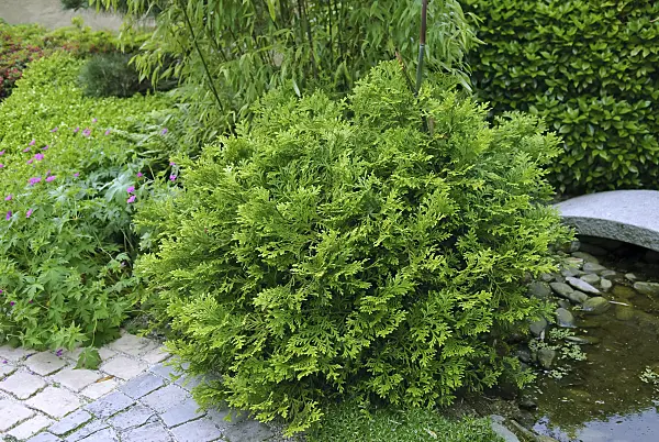 517280 - Hiba (Thujopsis dolabrata 'Nana')