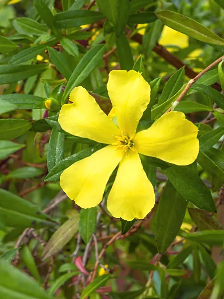 401204 - Hibbertia cuneifolia