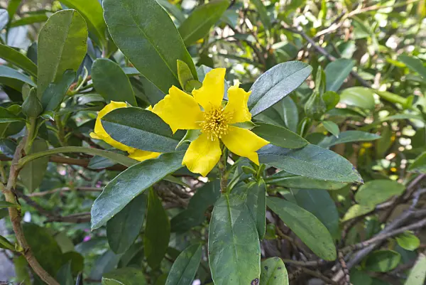 608141 - Hibbertia scandens