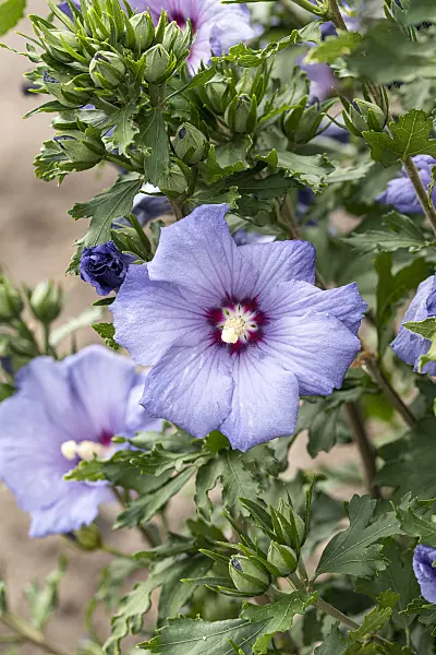 607080 - Hibiscus commun des jardins (Hibiscus syriacus 'Azurri')