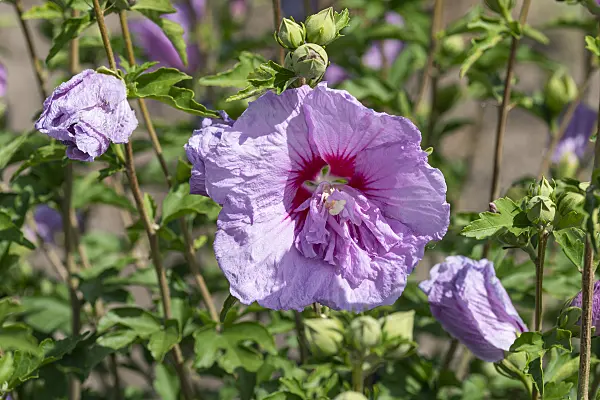607088 - Hibiscus commun des jardins (Hibiscus syriacus 'Lavander Chiffon')