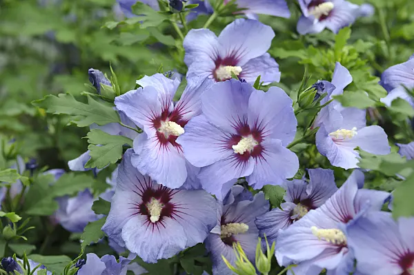 517185 - Hibiscus commun des jardins (Hibiscus syriacus 'Marina')