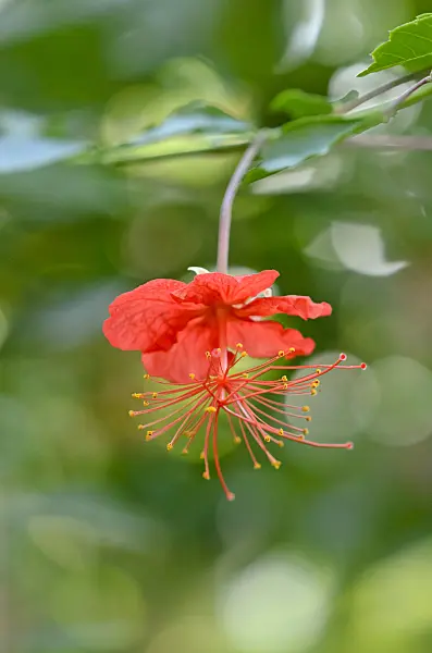 529179 - Hibiscus grandidieri var.greveanus