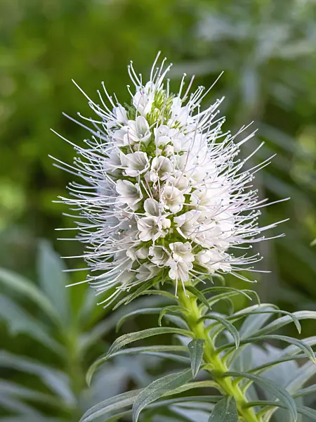 445031 - Hierro-Natternkopf (Echium hierrense)