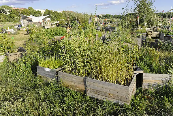 534137 - High beds, made of crate boards, in a community garden, Tempelhofer Freiheit, Berlin, Germany
